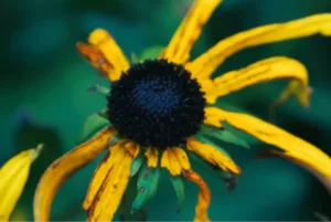 naturaleza proyecto artna (10)