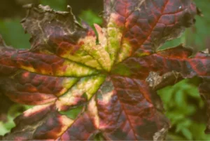 naturaleza proyecto artna (2)