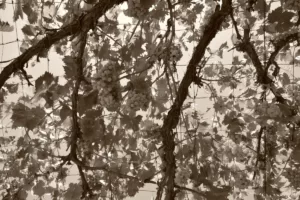 naturaleza proyecto artna (3)