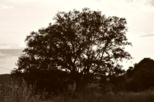 naturaleza proyecto artna (4)