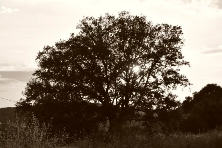 naturaleza proyecto artna (4)