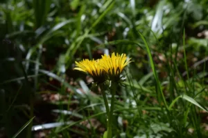 naturaleza proyecto artna (6)