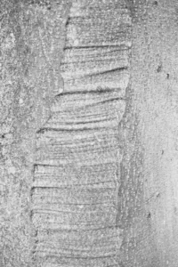 naturaleza proyecto artna (7)