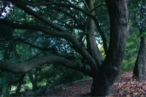 naturaleza proyecto artna (8)