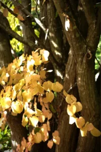 naturaleza proyecto artna (9)