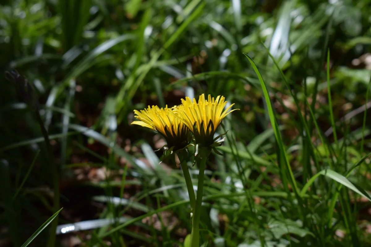 proyecto artna arte terapia naturaleza 1