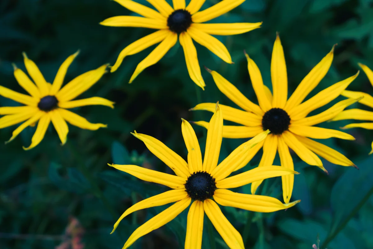 proyecto artna arte terapia naturaleza 2