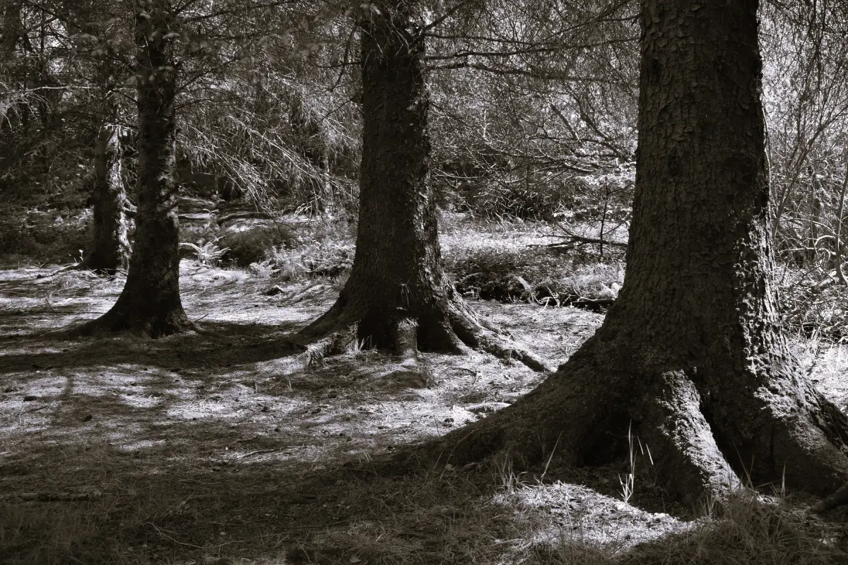 proyecto artna arte terapia naturaleza 3