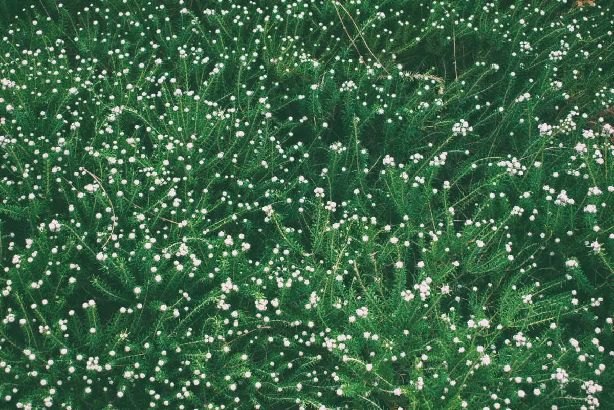 proyecto artna arte terapia naturaleza 7