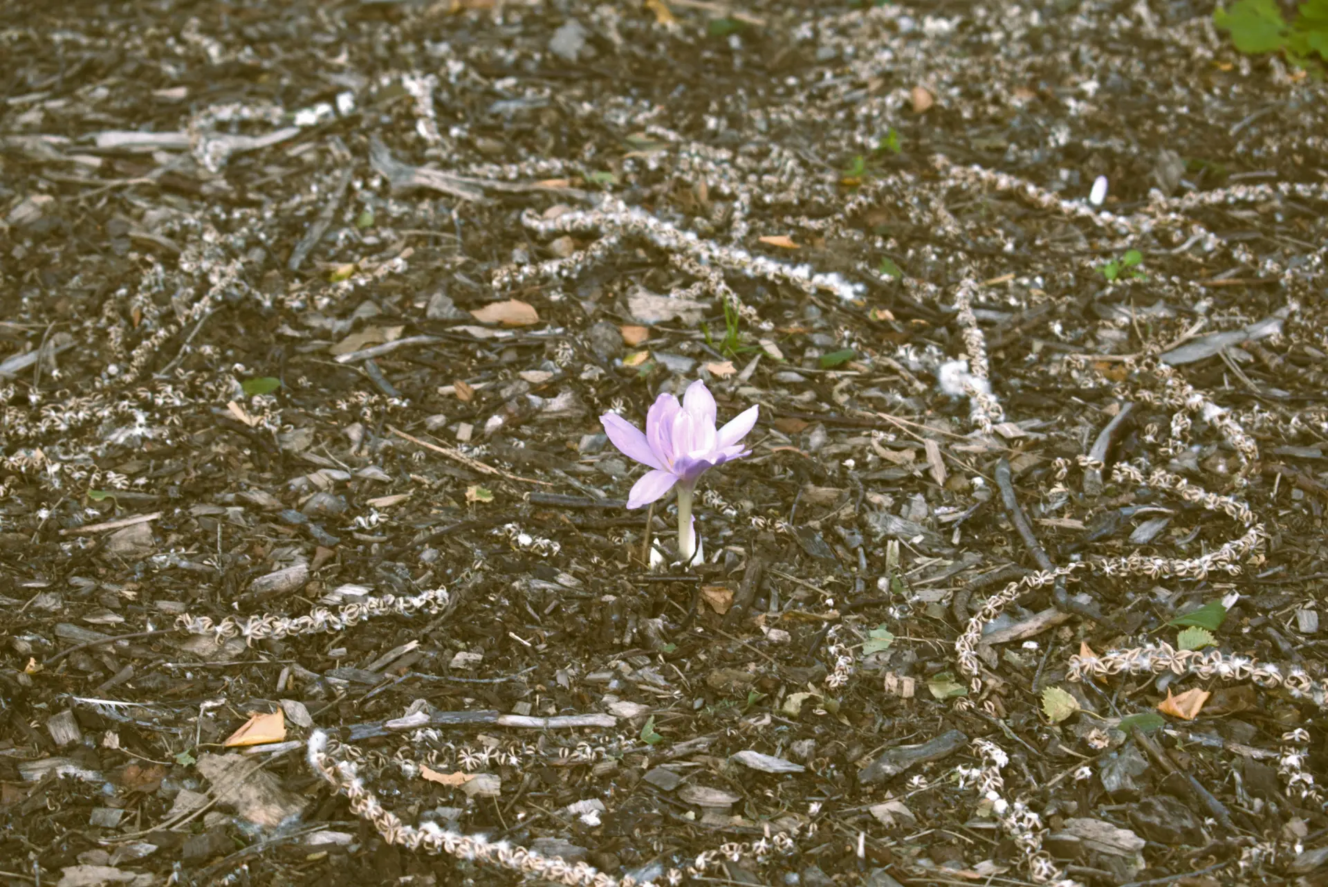 proyecto artna arte terapia naturaleza hero 2